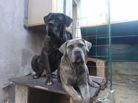 big cane corso italian mastiff